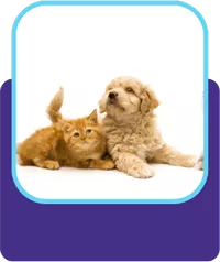 Pets store